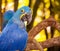 Blue Parrot