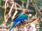 Blue parrot-ara-macaw, Brazil Foz do Iguazu. With selective focus