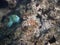 Blue Parrot Fish opens mouth as it swims in coral rocks