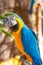 Blue Parrot portrait with yellow neck