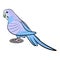 Blue Parrot Standing with Shadow. Grey Bird. Birds from Different parts of World. Common Birds.