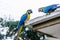 Blue Parrots at Birds of Eden in Plettenberg Bay South Africa