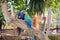 Blue parrots, colorful birds