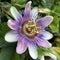 Blue Passion Flower - Passiflora caerulea