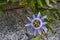 Blue passion flowers and leaves in nature