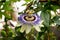 The blue passionflower