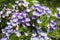Blue Pea Psoralea Pinnata flowers