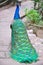 Blue peacock