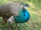 Blue peacock eating on a Honduras Garden