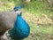 Blue peacock eating on a Honduras Garden