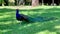 A blue peacock on green grass