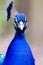 Blue Peacock Head and Neck Portrait Closeup