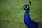 Blue peacock head portrait green background