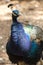 Blue peacock in the island of Lokrum, Croatia