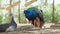 a blue peacock male stands beside the female. bird farm