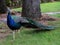 Blue peacock at a park