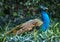 Blue Peacock Pavo Afopavo Feathers