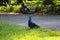 Blue Peacock Phasianidae