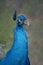 Blue Peacock Portrait at Magnolia Park, Apopka Florida