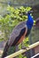 Blue peacock portrait. Natural light.