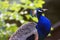 Blue peacock portrait. Natural light.