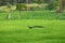 Blue peacock in rice fields