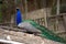 Blue peacock on a roof