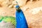 Blue peacock sits in a fenced place and with interest looks around.