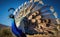 A blue peacock with spread wings in profile, blurred blue sky background generative AI