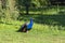 The blue peacock stands on a green field