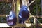 Blue peacocks with red eyes in Loro Park (Loro Parque), Tenerife