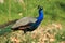 Blue peafowl