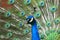 Blue peafowl