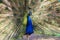 Blue peafowl