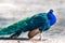 Blue peafowl with long colourful feathers walking