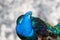 Blue peafowl with long colourful feathers walking