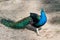 Blue peafowl with long colourful feathers walking