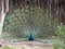 Blue Peafowl Peacock (Pavo cristatus) with proudly outstretched plumage