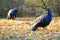 Blue Peafowls