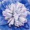 Blue peony flower. Floral background with clipping path. Closeup.