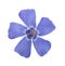 Blue periwinkle flower