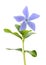 Blue periwinkle flower