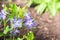 Blue periwinkle flowers in garden