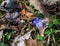 Blue Periwinkle Wildflower, Vinca Minor