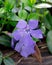 Blue Periwinkle Wildflower, Vinca Minor