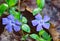 Blue Periwinkle Wildflowers, Vinca Minor