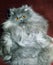 Blue Persian Domestic Cat, Adult