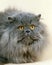 Blue Persian Domestic Cat, Portrait of Adult against White Background