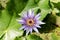 Blue-Petal water lily Nymphaea colorata, a blue-purple flower