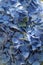 Blue petals background - vertical